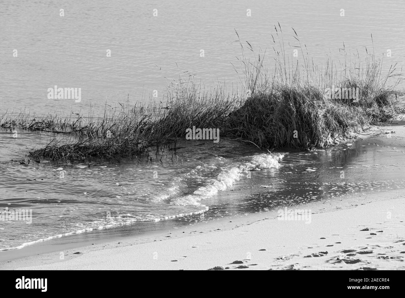 Sylt, Braderuper, Heide, Strand, Nahaufnahme Wattenmeer Banque D'Images