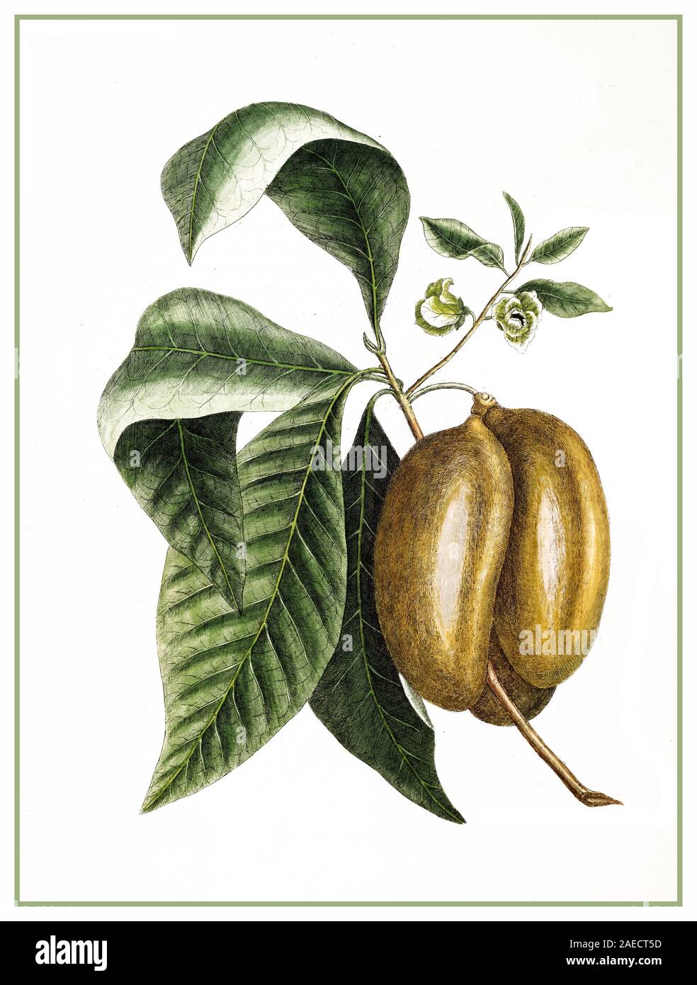 Asimina triloba - Pawpaw - circa 1754 Vintage fruit lithographie illustration Asimina triloba, la papaw américaine, pawpaw, patte, ou patte-patte, parmi de nombreux noms régionaux, se trouve un petit arbre à feuilles caduques originaire de l'est des États-Unis et du sud de l'Ontario, Canada, produisant un grand fruit vert jaunâtre à brun. Banque D'Images