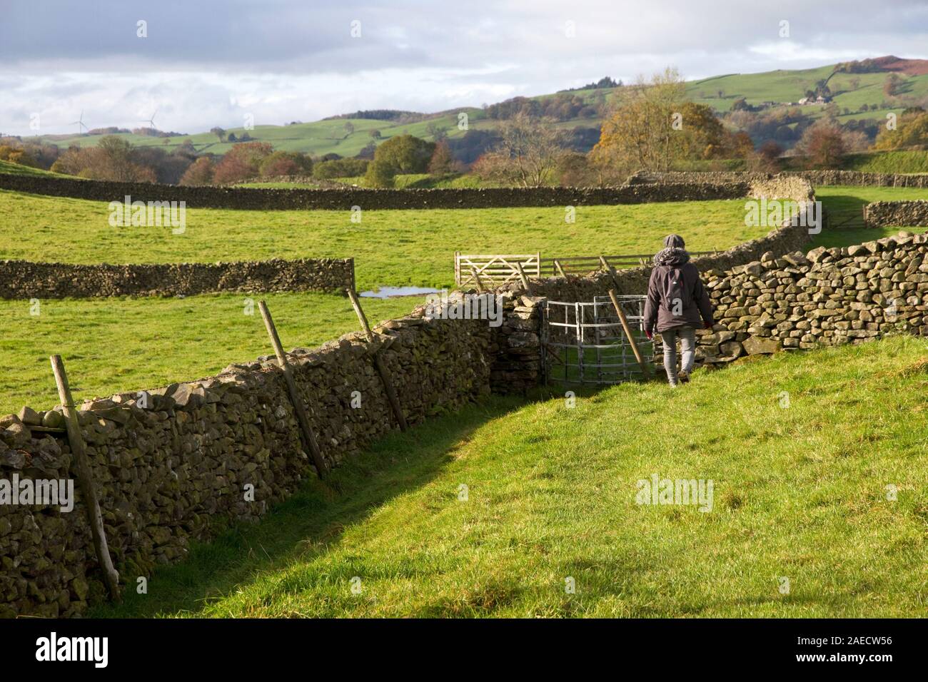 Walker en campagne près de Sedbergh, Cumbria, England, UK Banque D'Images