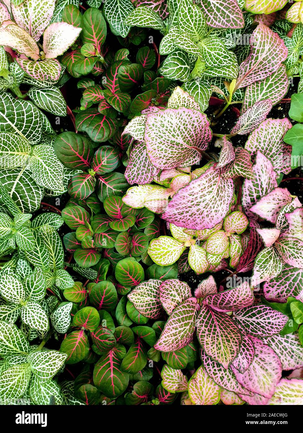 Belles feuilles colorées de plantes diverses. Feuilles d'un vert lumineux hue poussent très près. Banque D'Images