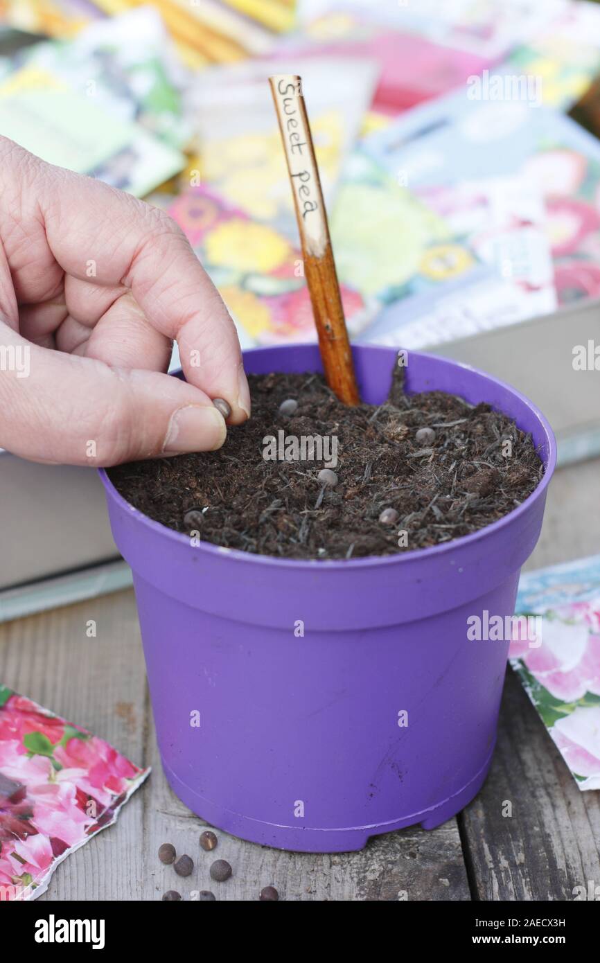 Lathyrus odoratus 'Gwendoline'. Semer les graines de pois dans un pot à l'automne d'aide au développement de plantes robustes et solides racines. UK Banque D'Images