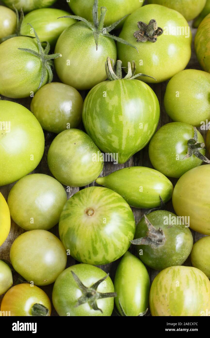 Solanum lycopersicum. Les tomates vertes non mûres Banque D'Images