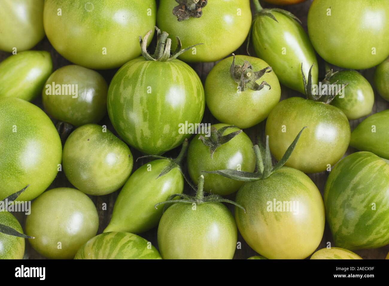 Solanum lycopersicum. Les tomates vertes non mûres Banque D'Images