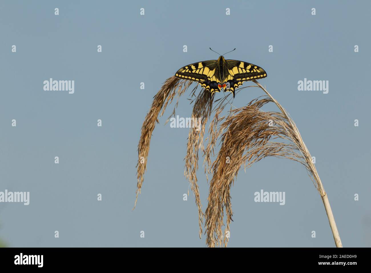 Anglais swallowtail Butterfly (Papilio machaon britannicus ) reposant sur un roseau seedhead, Norfolk Broads, Angleterre, Royaume-Uni Banque D'Images