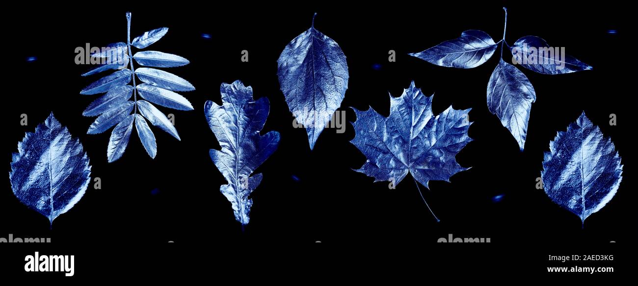 Classic Bleu. Couleur de l'année 2020. composition de feuilles différentes et des lettres sur un fond noir Banque D'Images