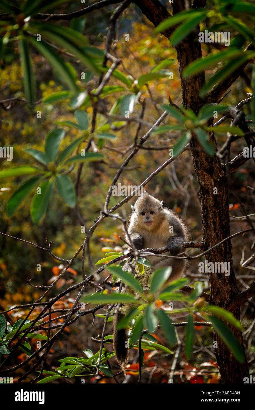 Singe noir snub-nosed dans le Yunnan, Chine Banque D'Images