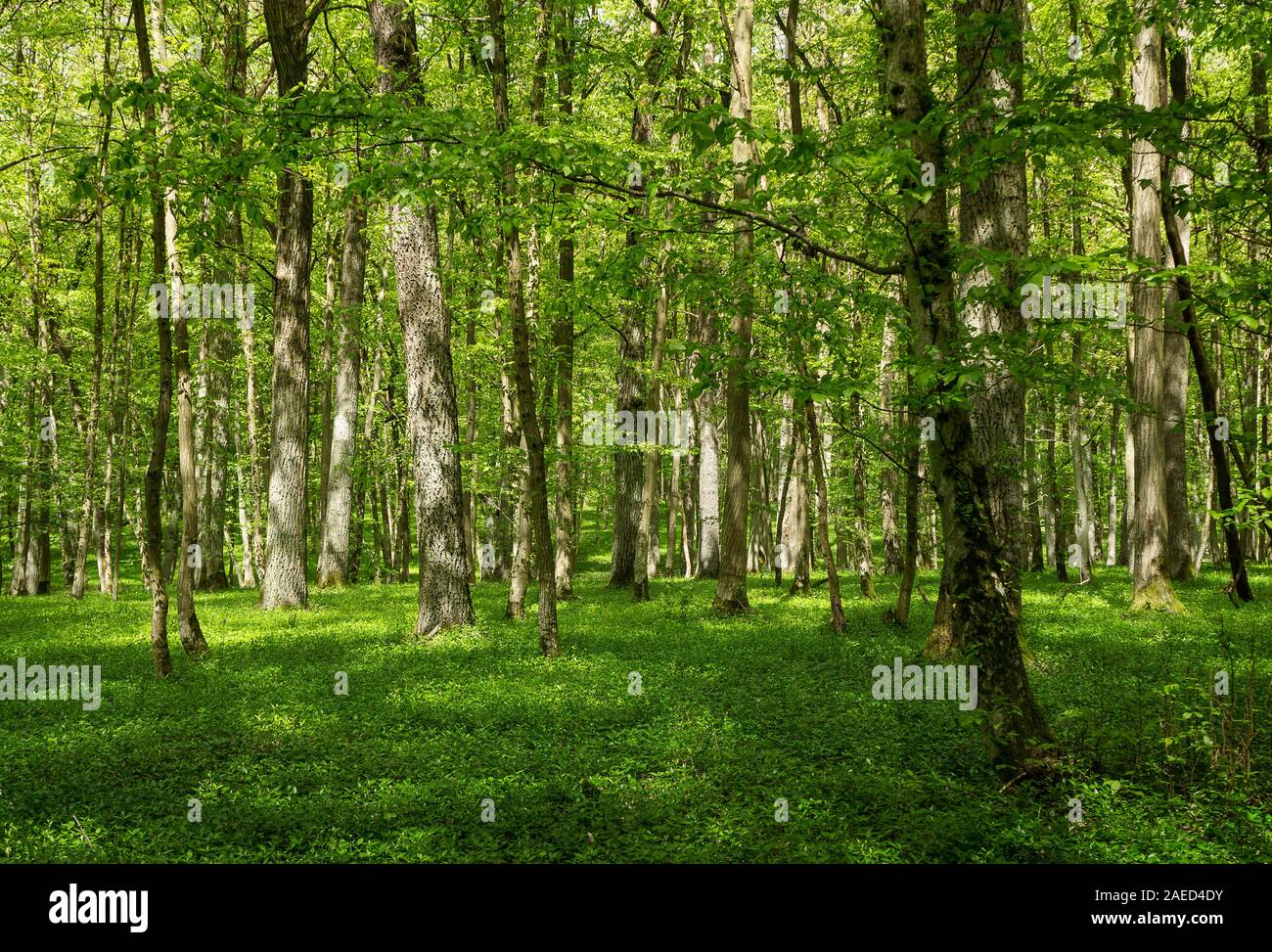 Printemps vert forêt en Allemagne Banque D'Images