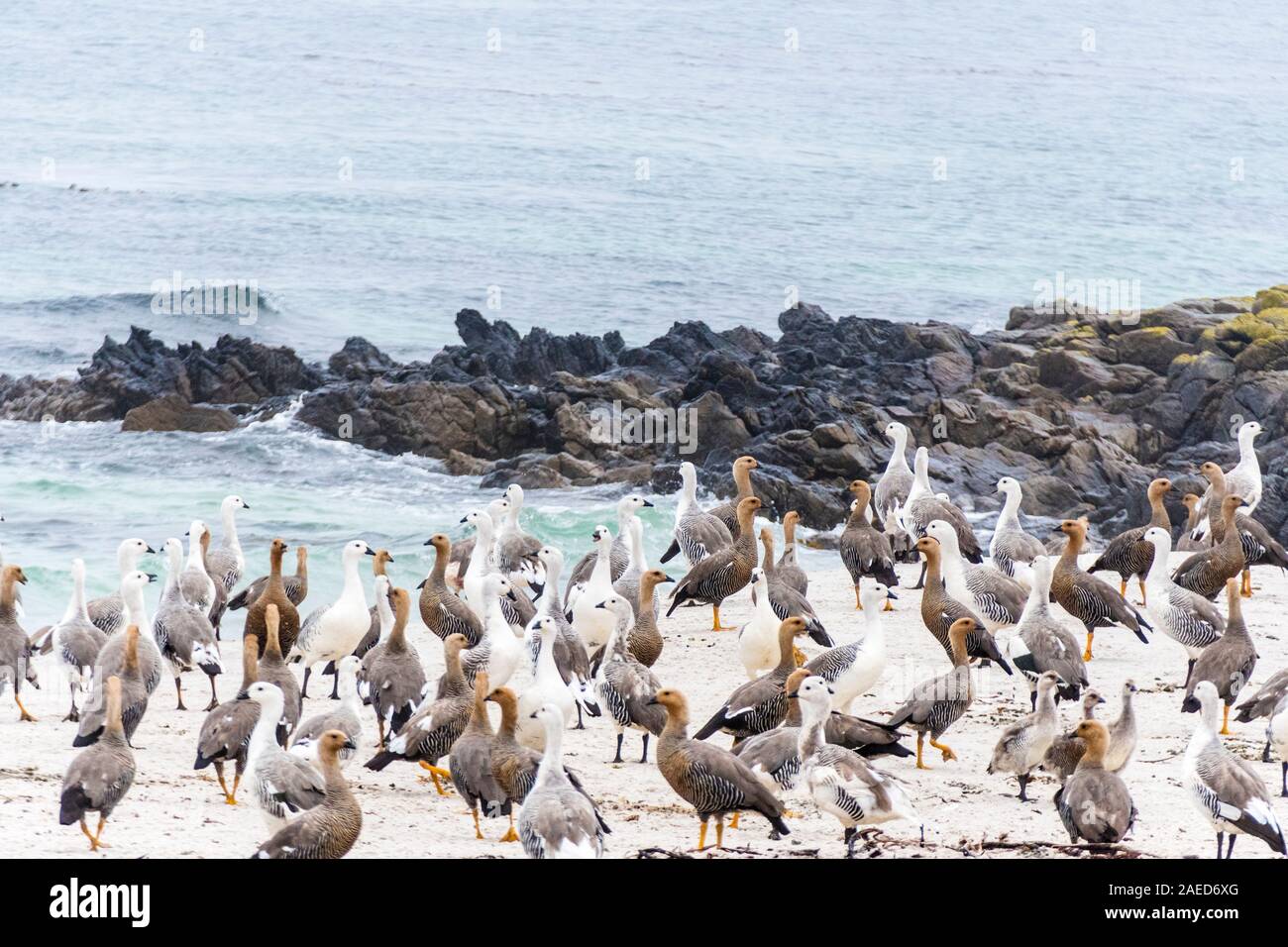 Flock ou troupeau d'oie à tête Oies, Chloephaga rubidiceps, marcher le long de la plage sur l'île de la carcasse, dans les îles Falkland Banque D'Images