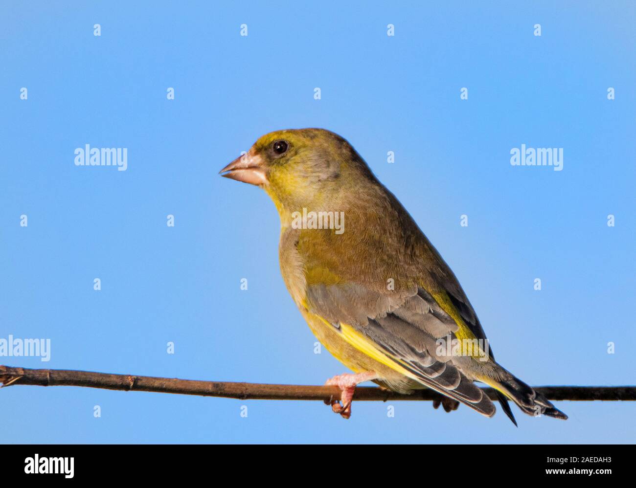 Finch, vert, Chloris Chloris, perché sur une petite branche dans la campagne britannique au début de l'hiver 2019 Banque D'Images