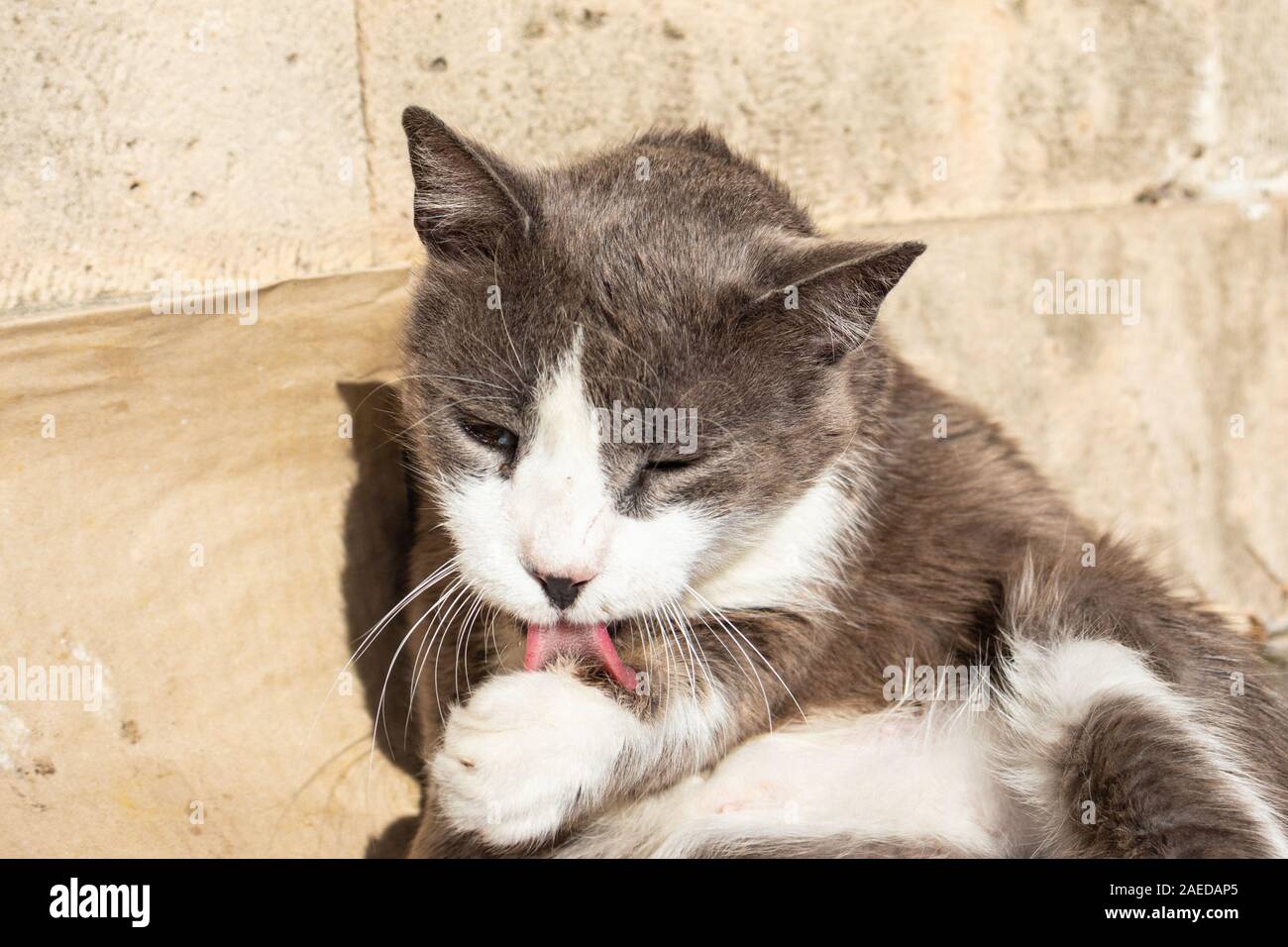 Chat Blanc et Gris lave lors d'une journée ensoleillée Banque D'Images