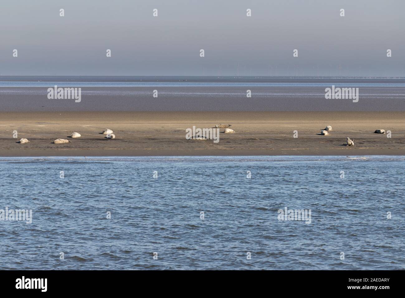 Les phoques communs se reposer au soleil sur un banc dans l'estuaire de l'Elbe Banque D'Images