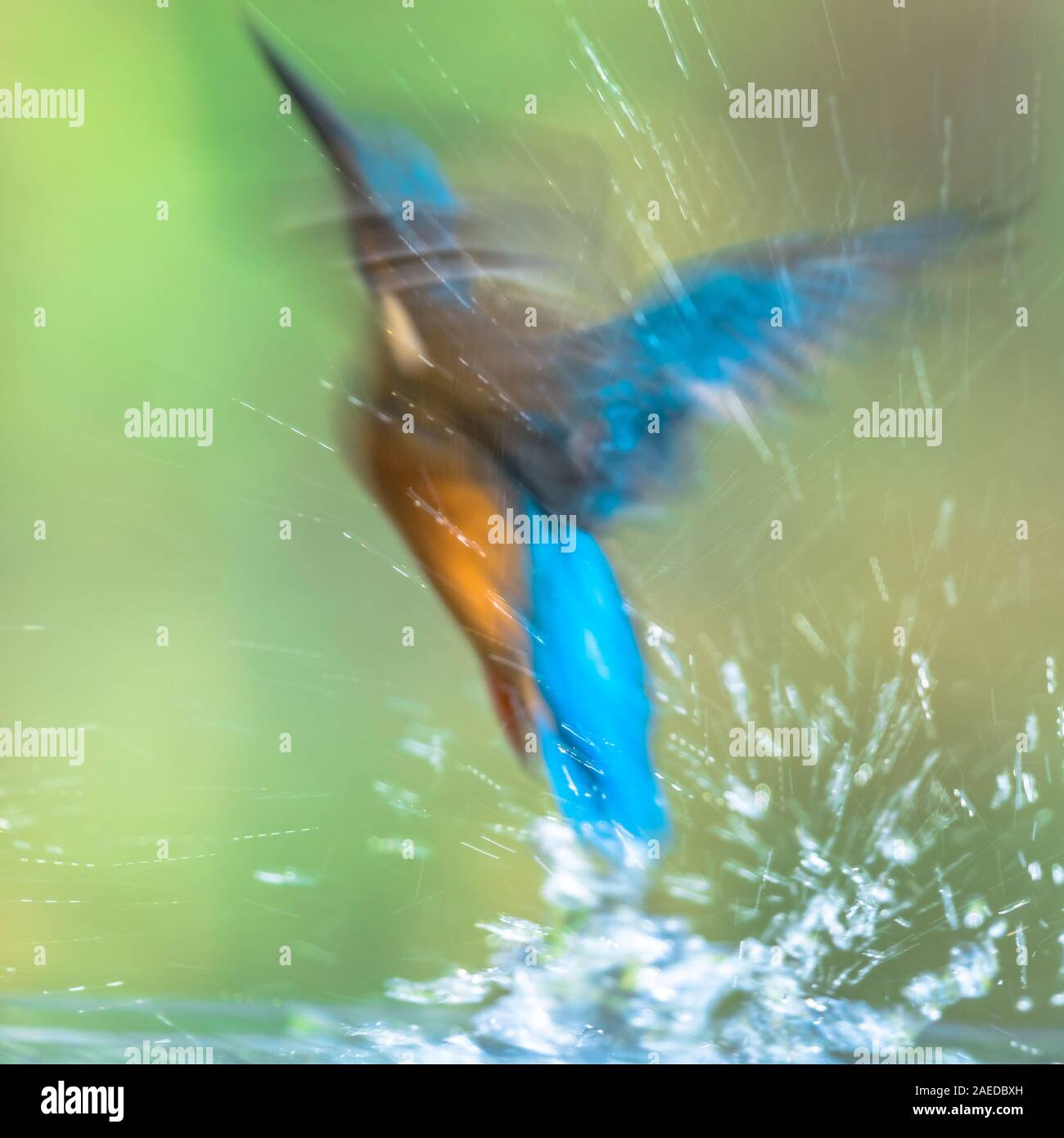 Politique européenne Kingfisher (Alcedo atthis) résumé image de Kingfisher et plongée à partir de l'eau émergeant et battant retour à la poste de guet sur la zone verte Banque D'Images Politique européenne Kingfisher (Alcedo atthis) résumé image de Kingfisher et plongée à partir de l'eau émergeant et battant retour à la poste de guet sur la zone verte Banque D'Images