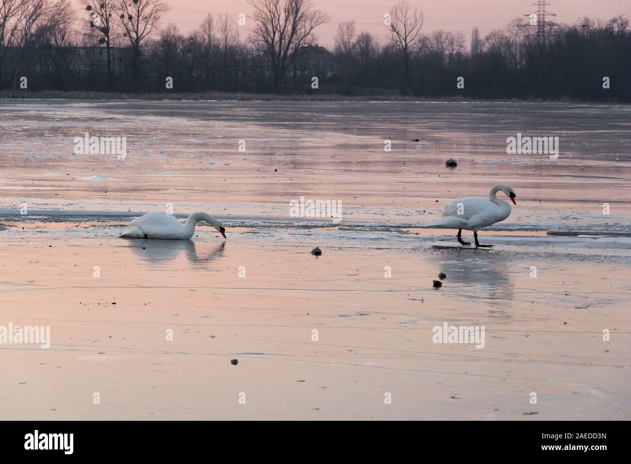 Quelques Cygnes sauvages sur la glace dans le lac au coucher de soleil. beaux oiseaux blancs en hiver sur la surface de l'étang de l'eau congelée Banque D'Images