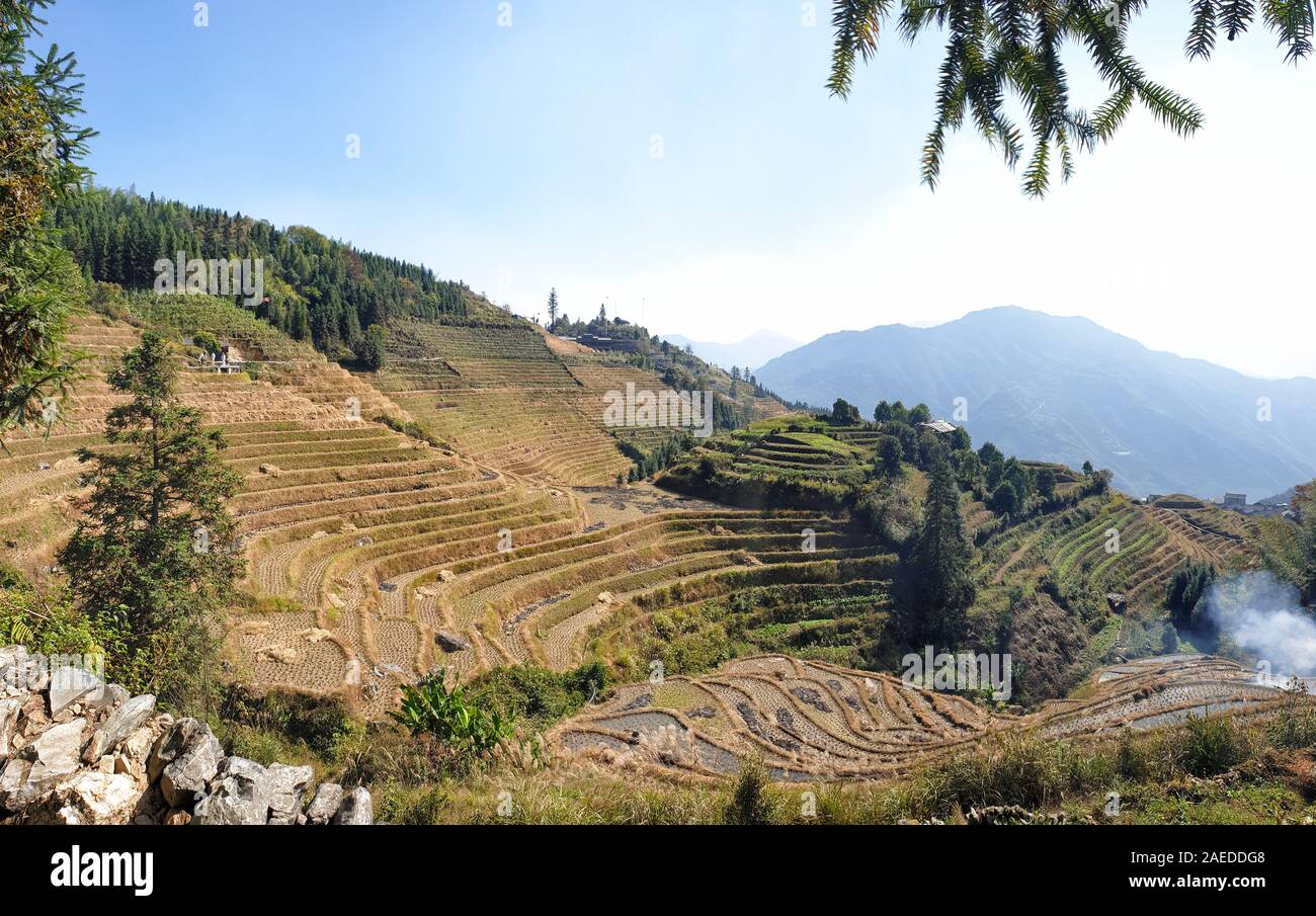 Le paysage ondulé Longsheng Rizières après la récolte - Au nord de la Province du Guangxi, Guillin, Chine Banque D'Images