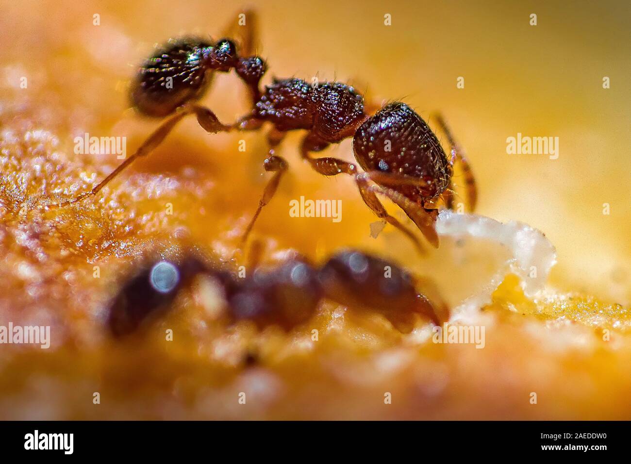 Un jour d'été J'ai été photographier dans un parc forestier où quelques fourmis sur un morceau de pain a retenu mon attention.Je me suis rapidement configurer mon appareil photo. Banque D'Images