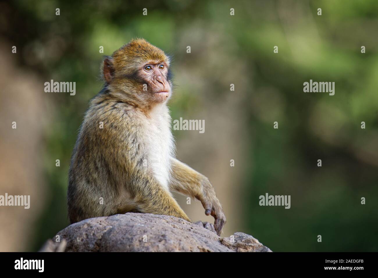 Macaque de barbarie - Macaca sylvanus aussi Barbary ape ou magot, trouvés dans les montagnes de l'Atlas de l'Algérie et le Maroc ainsi qu'une faible population d'unce Banque D'Images