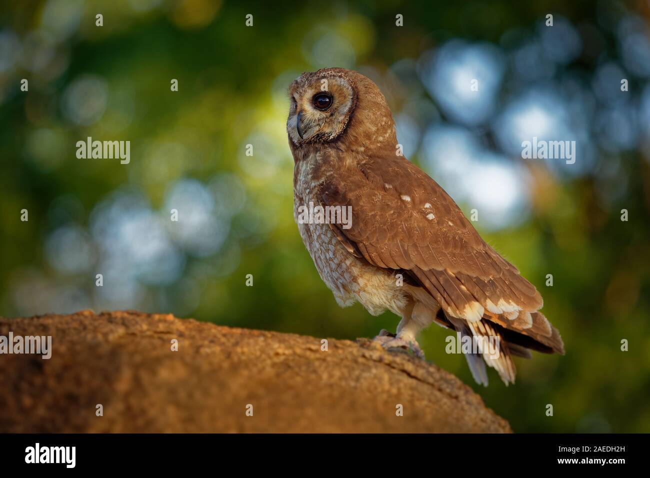 Strix woodfordii African Wood-Owl - brown owl typique du genre Strix dans la famille des Strigidés qui est répandue en Afrique subsaharienne. Banque D'Images