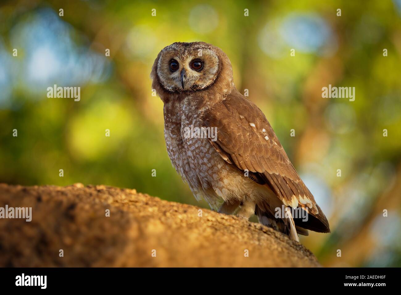 Strix woodfordii African Wood-Owl - brown owl typique du genre Strix dans la famille des Strigidés qui est répandue en Afrique subsaharienne. Banque D'Images