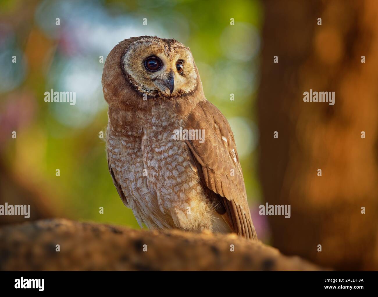 Strix woodfordii African Wood-Owl - brown owl typique du genre Strix dans la famille des Strigidés qui est répandue en Afrique subsaharienne. Banque D'Images