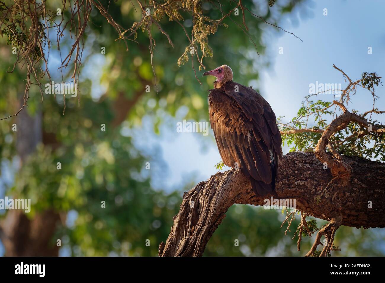 Hooded Vulture Necrosyrtes monachus - Old World vulture dans l'ordre Accipitriformes, qui comprend également les aigles, milans, BUSES et faucons, brown bi Banque D'Images