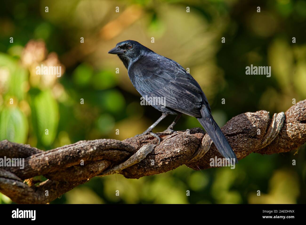 Blackbird mélodieuse - Dives dives moyennes blackbird avec une queue arrondie, le plumage est entièrement noir avec un lustre bleuâtre, et le projet de loi, les jambes et le fe Banque D'Images