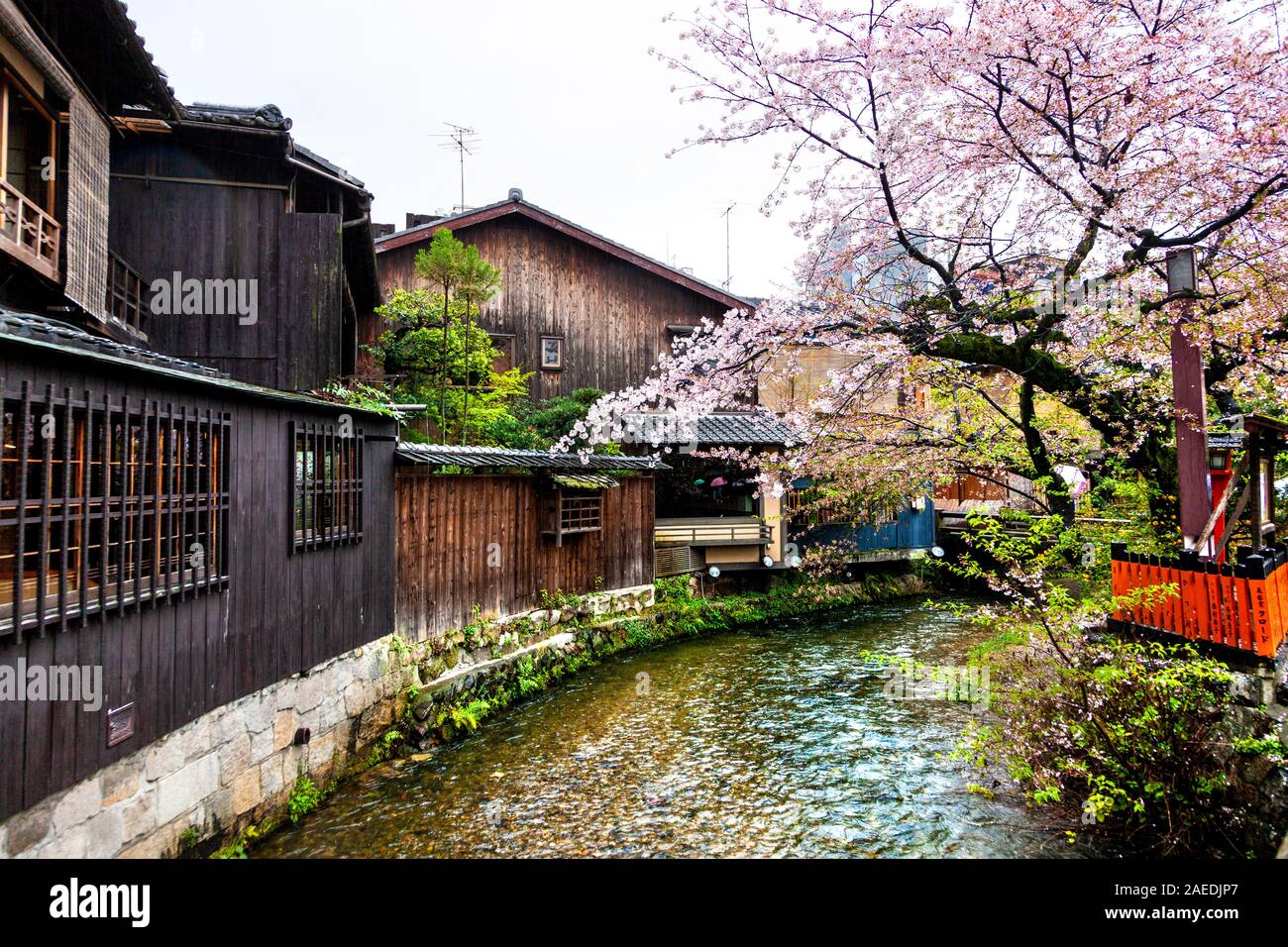 Cerisiers en fleurs au-dessus d'un canal traversant le quartier de Gion à Kyoto, au Japon Banque D'Images