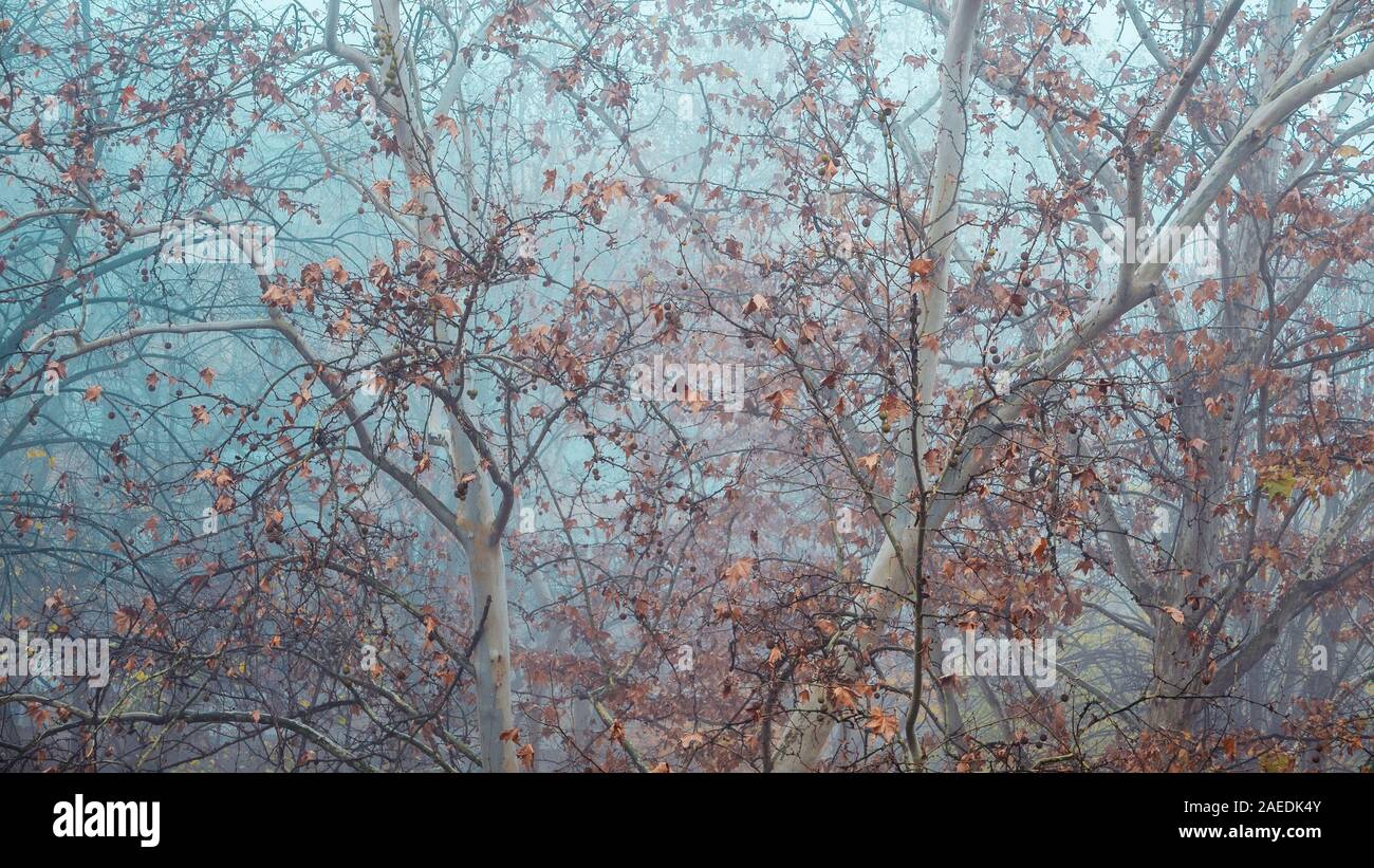 La cime de l'érable avec des feuilles sèches par temps brumeux matin d'hiver, abstract nature background Banque D'Images