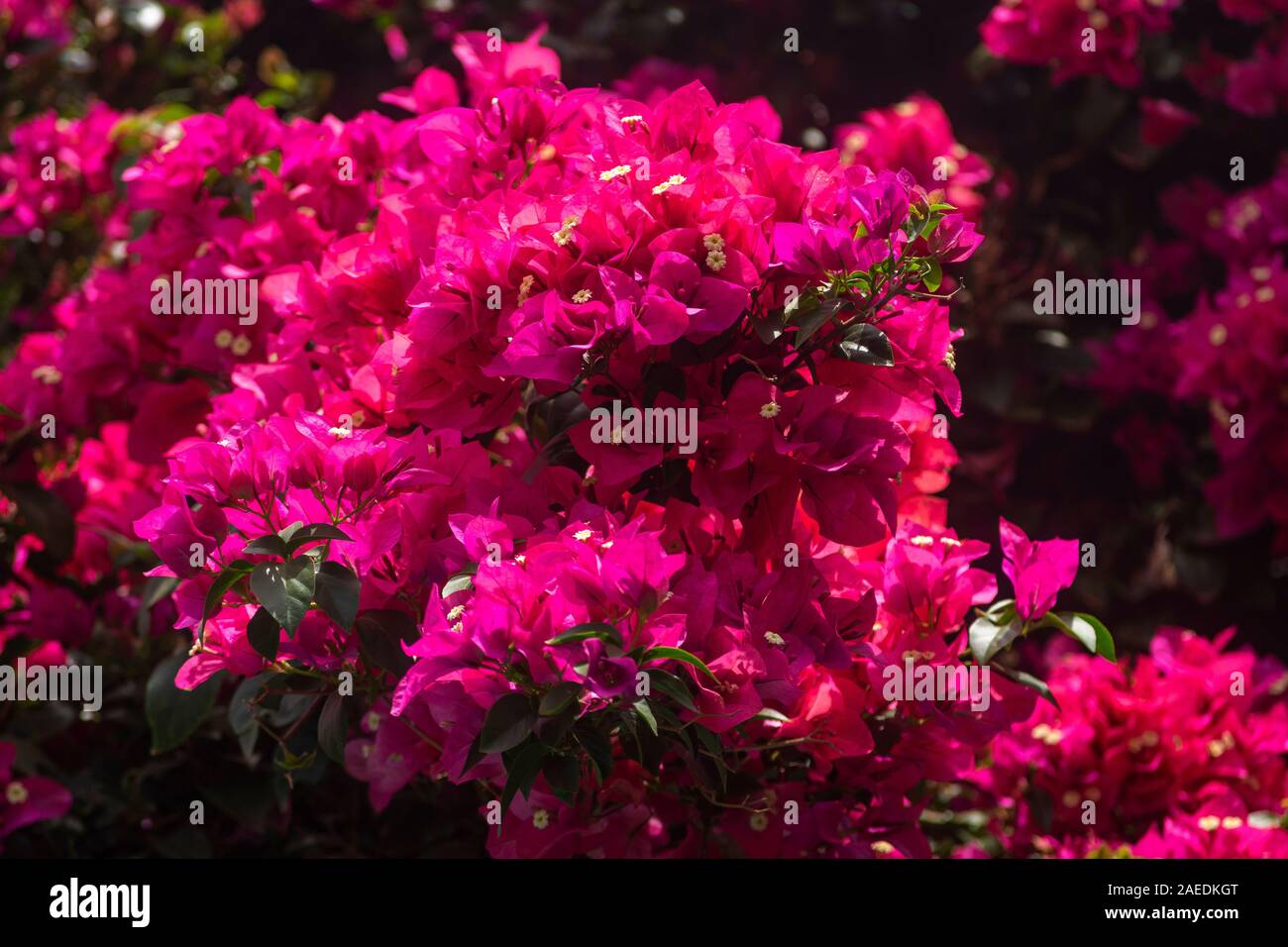 Bougainville rose fleur au sommet de son inflorescence dans un jardin. Banque D'Images Bougainville rose fleur au sommet de son inflorescence dans un jardin. Banque D'Images