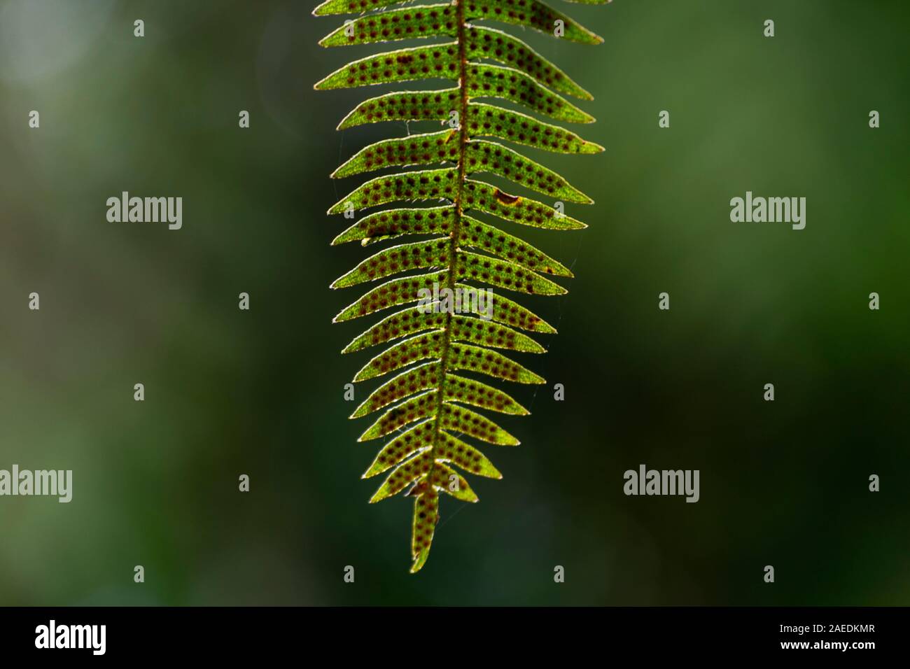 Plante exotique brésilien à une forêt tropicales de montagne. Banque D'Images Plante exotique brésilien à une forêt tropicales de montagne. Banque D'Images