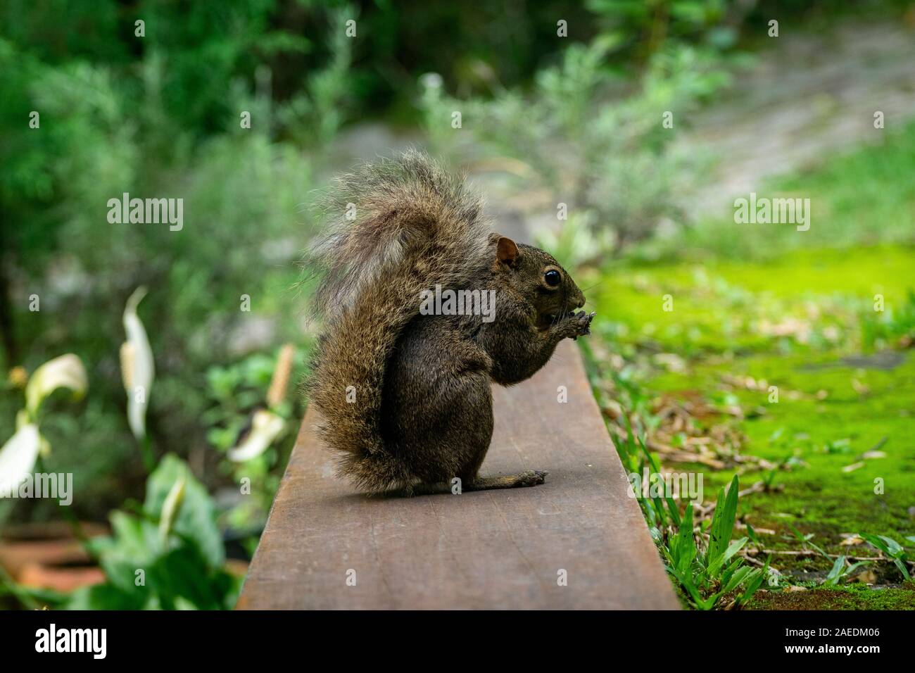 Un écureuil brésilien de manger son écrou.. Banque D'Images