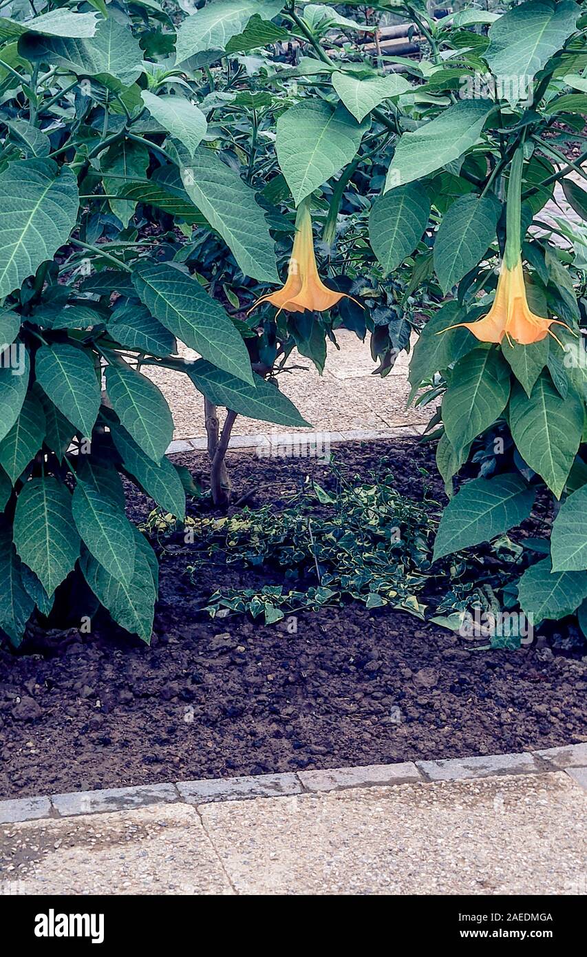 Datura suaveolens Brugmansia suaveolens un arbuste ou petit arbre en été c'est l'automne blanc jaune ou rose des fleurs. Est toujours verte et le gel d'offres. Banque D'Images