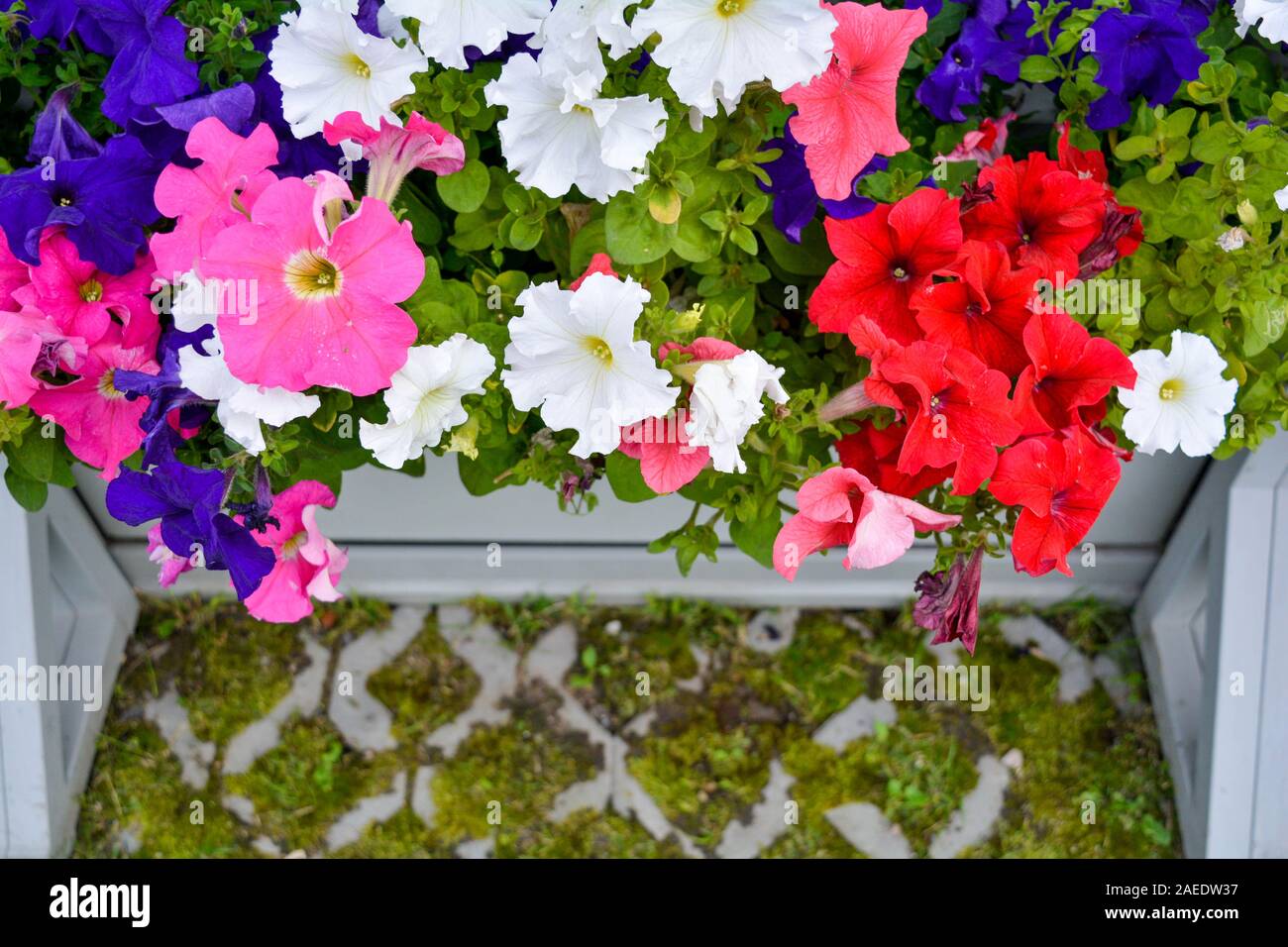Petunia fleurs colorées dans des caisses en bois blanc sur l'éco de l'été chaussée de la ville jardin. Pétunia coloré fleur en boîte. Close up de Petunia fleurs blo Banque D'Images