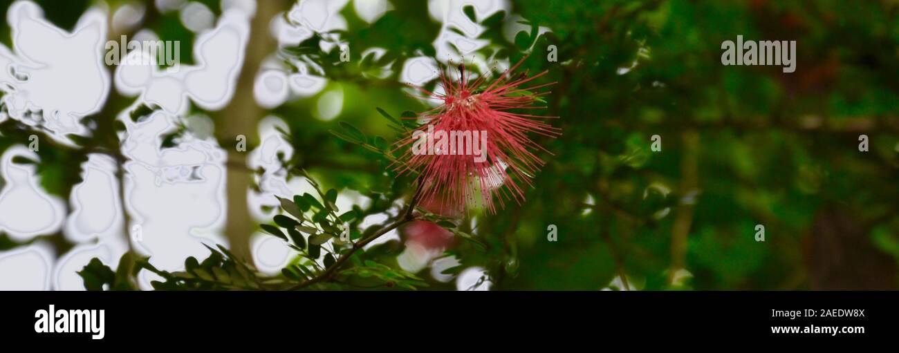 Plumeux rose fleurs : pom pom, hérissés d'aiguilles fines pétales semblables à l'encontre d'un fond naturel, vert déformé Banque D'Images