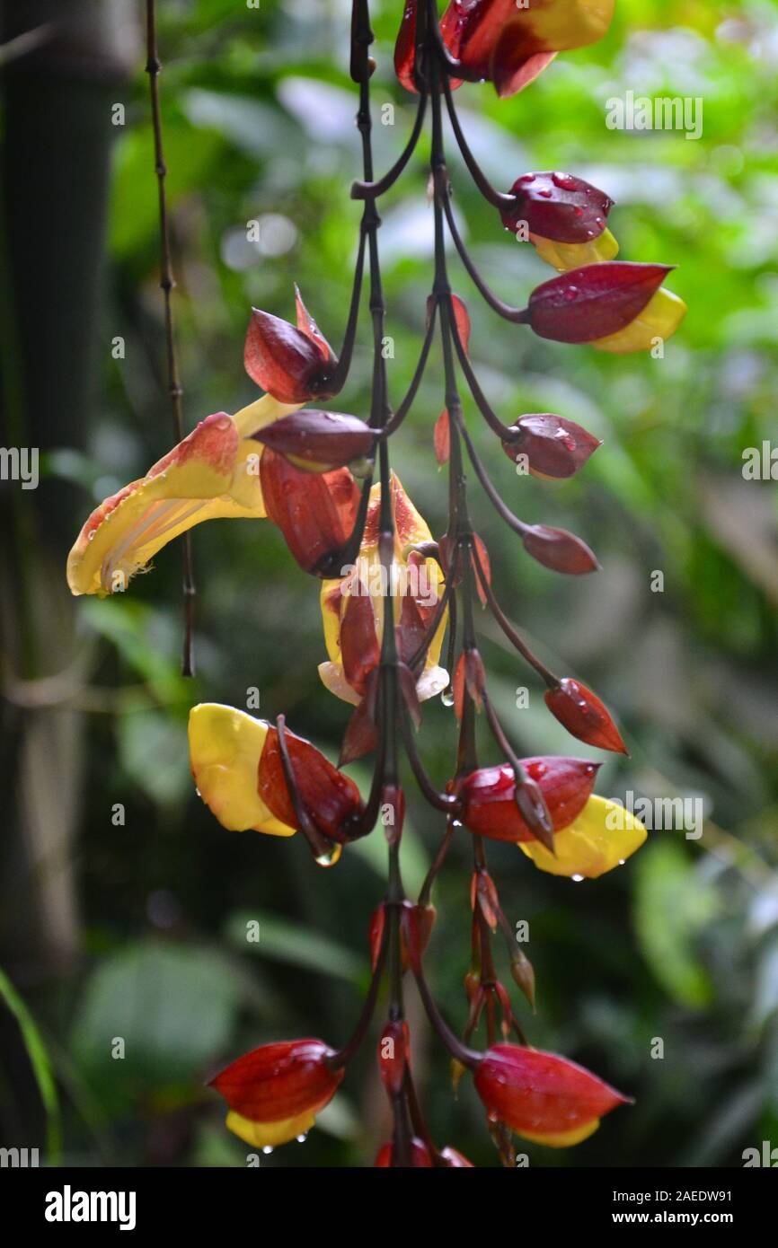 Rouge, marron et jaune fleurs et bourgeons sur une tige de tombantes une  plante exotique : ruisselant de gouttelettes d'eau humide Photo Stock -  Alamy