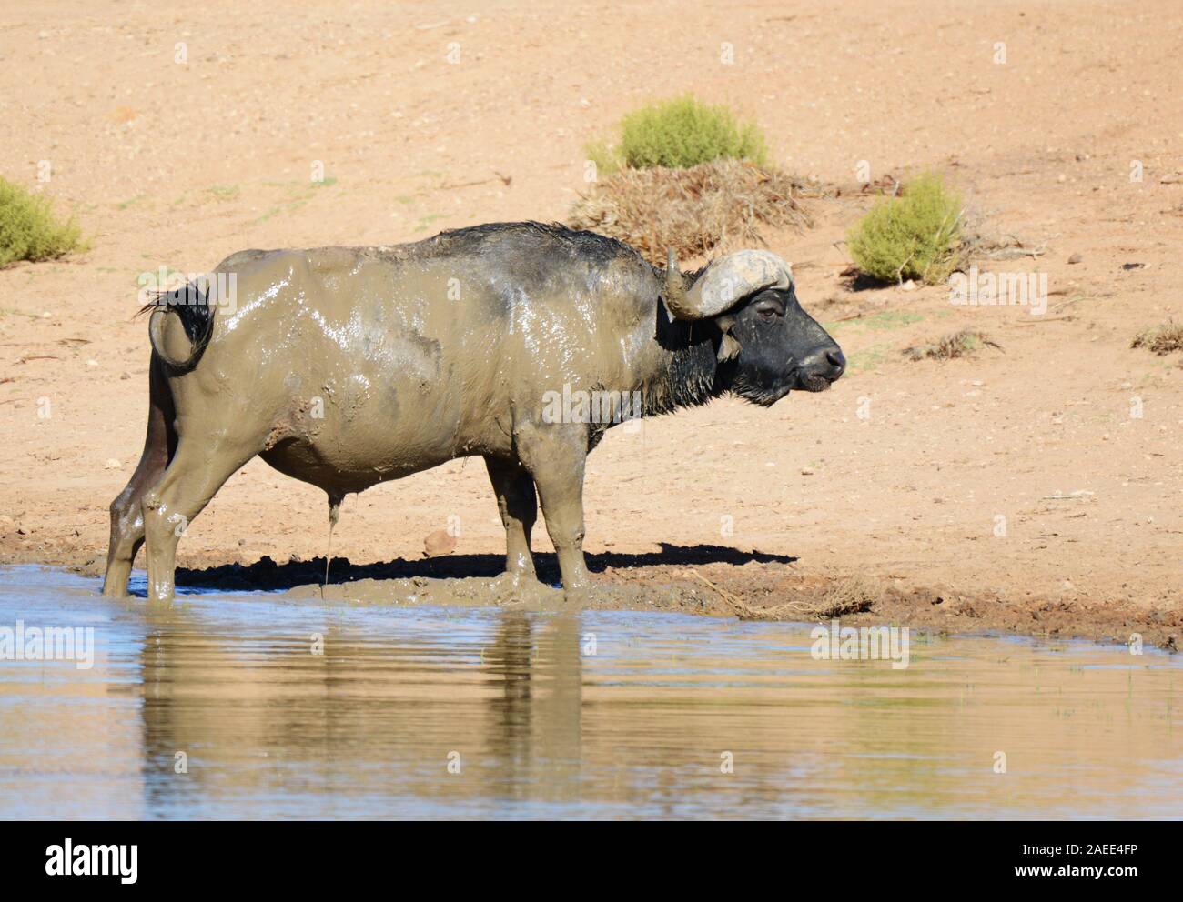 Un buffle à l'Aquila game reserve, Western Cape, Afrique du Sud. Banque D'Images