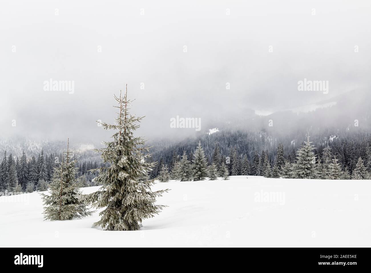 Belle scène de Noël avec des sapins enneigés dans les montagnes d'hiver Banque D'Images