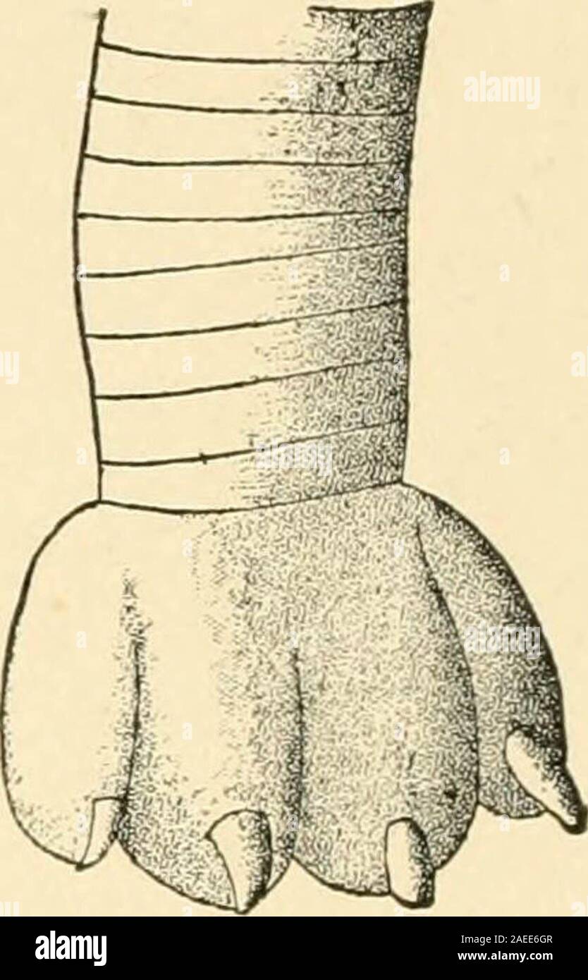 'Maladies du chien et leur traitement" (1911) Banque D'Images