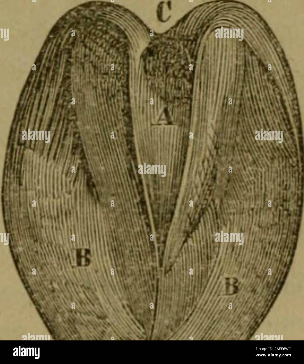 MALADIES DES PIC AS ET LEUR TRAITEMENT visual data 6