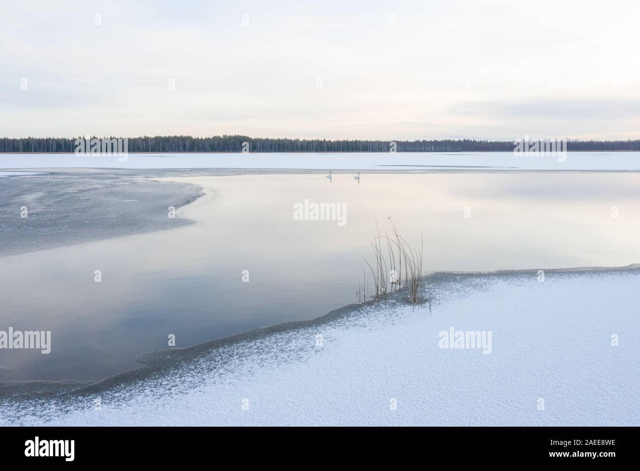 Un couple de cygnes tuberculés (Cygnus olor) sur un lac gelé en partie au lever du soleil. Tartu, Estonie. Banque D'Images