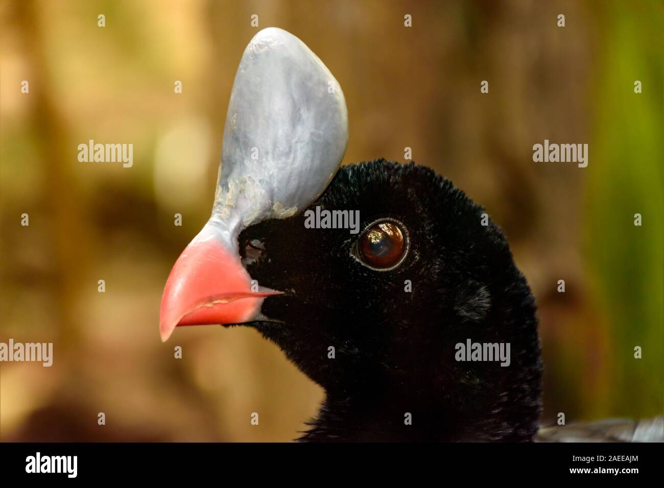 (Pauxi pauxi Curassow casqué) Banque D'Images