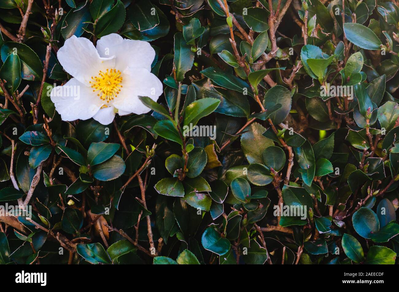 Camellia oleifera blanc fleur sur son arbre. Banque D'Images