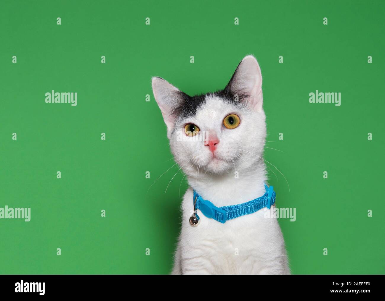 Portrait d'un adorable chaton noir et blanc portant un collier bleu avec Bell à directement à l'afficheur. Fond vert avec copie espace. Banque D'Images