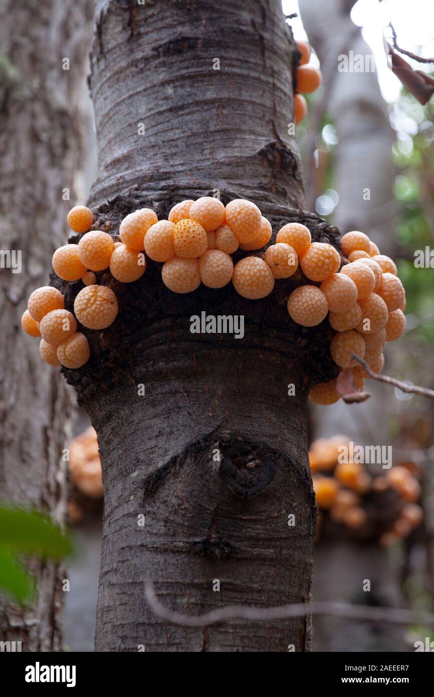 Cyttaria darwinii champignons sur un arbre d'Amérique du Sud détail près. Banque D'Images