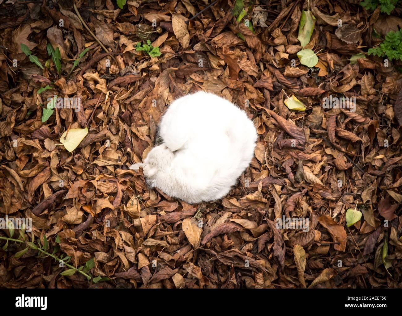 Chat Blanc moelleux, recroquevillé en boule, se trouve à l'automne feuillage. À partir de la photo ci-dessus. Banque D'Images