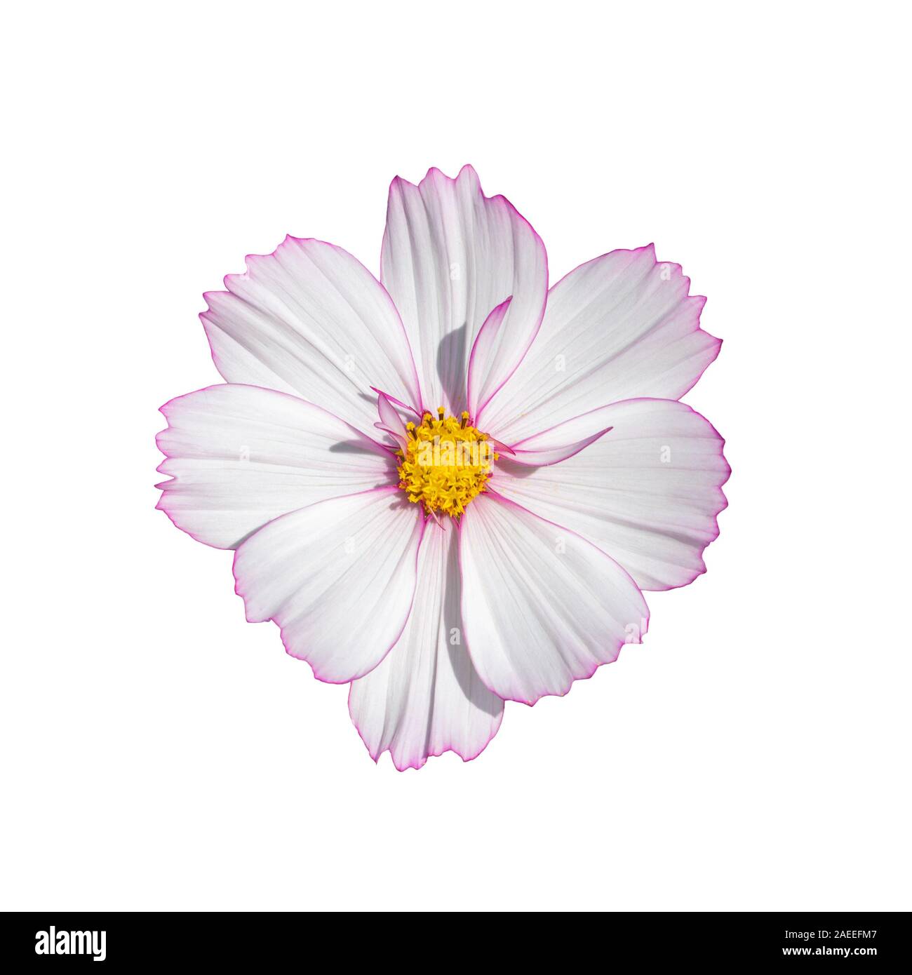 Cosmos fleur fleur blanc isolé sur fond blanc. En fleurs fraîches et  naturelles de fleurs cosmos avec frontière rose close-up, top view isoler  Photo Stock - Alamy