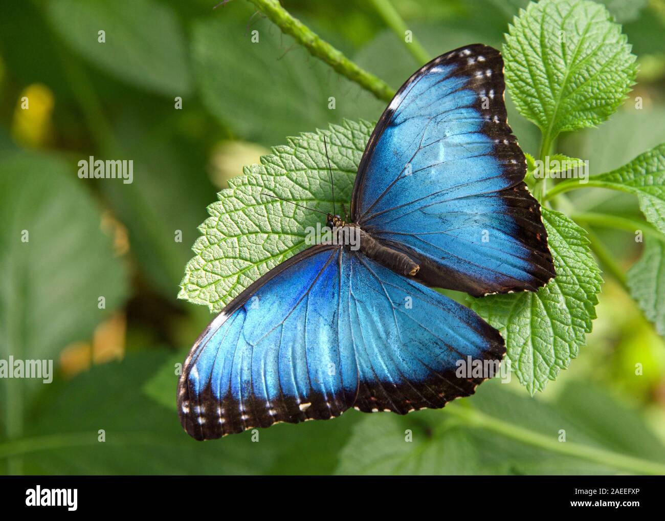 Bne Blue Morpho Butterfly à partir de ci-dessus, reposant sur des feuilles vertes avec des ailes s'ouvrit pour révéler un bleu lumineux. L'irisation lamelles sont présents uniquement sur la Banque D'Images