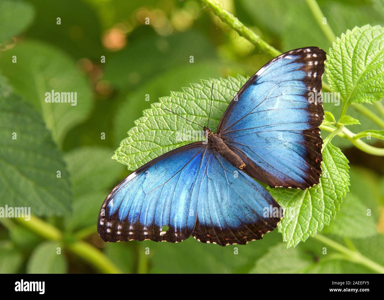 Bne Blue Morpho Butterfly à partir de ci-dessus, reposant sur des feuilles vertes avec des ailes s'ouvrit pour révéler un bleu lumineux. L'irisation lamelles sont présents uniquement sur la Banque D'Images