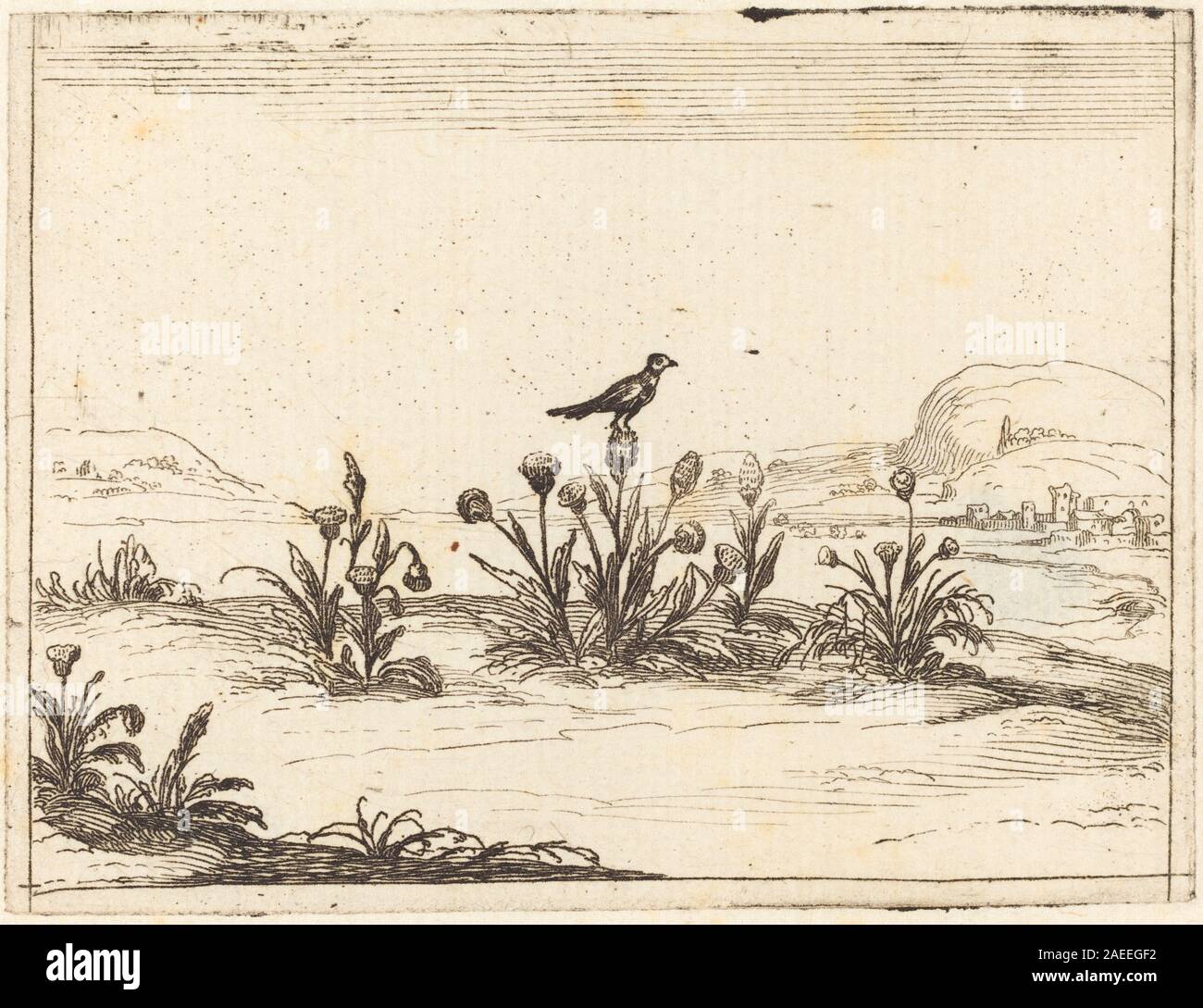 Une gravure de 1628 de Jacques Callot représentant un oiseau perché dans un chardon, montrant des espèces d'oiseaux, des plumes, une plante de chardon, des tiges, feuilles, branche, posture et technique française de gravure du XVIIe siècle. Banque D'Images