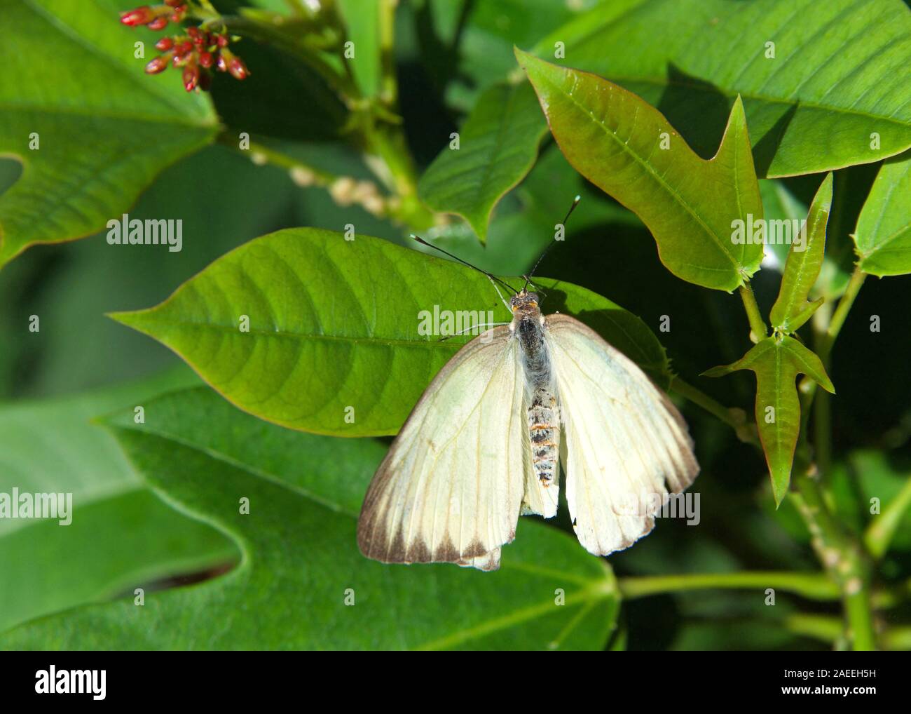 Papillon blanc avec le bout des ailes noir, Ascia monuste, le grand blanc du sud ou pirpinto, assis sur feuilles vert foncé. Vue de dessus, la partie des ailes en lambeaux Banque D'Images