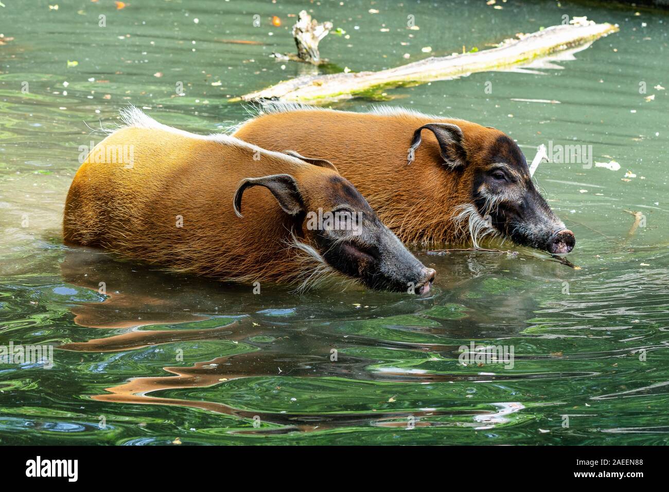 Rivière Rouge, porc-Potamochoerus porcus, aussi connu sous le potamochère. Banque D'Images